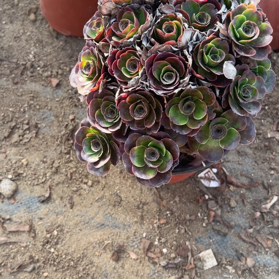 225玫金玫瑰多肉植物