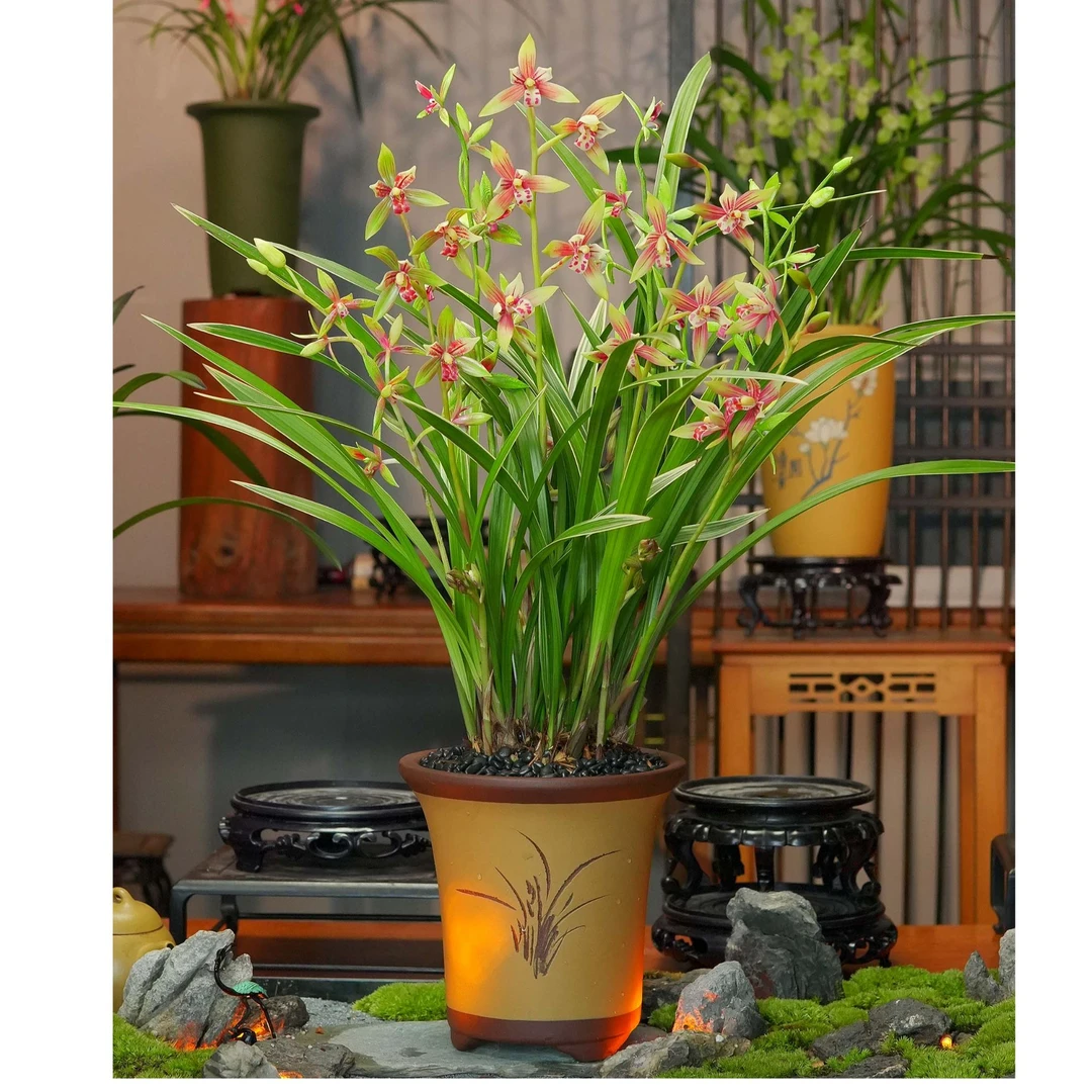 兰花建兰铭品【骊山红带花苞】雕刻紫砂盆幽香兰花室内好养易活8
