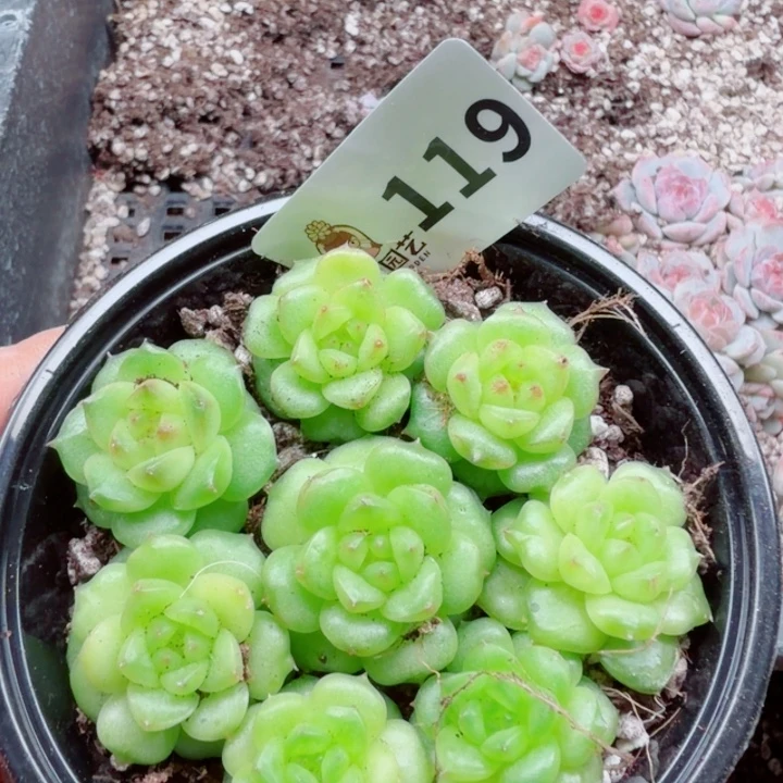 多肉植物多肉植物