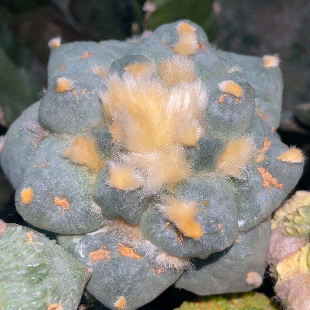 无花朵蓝白青瓷达摩牡丹