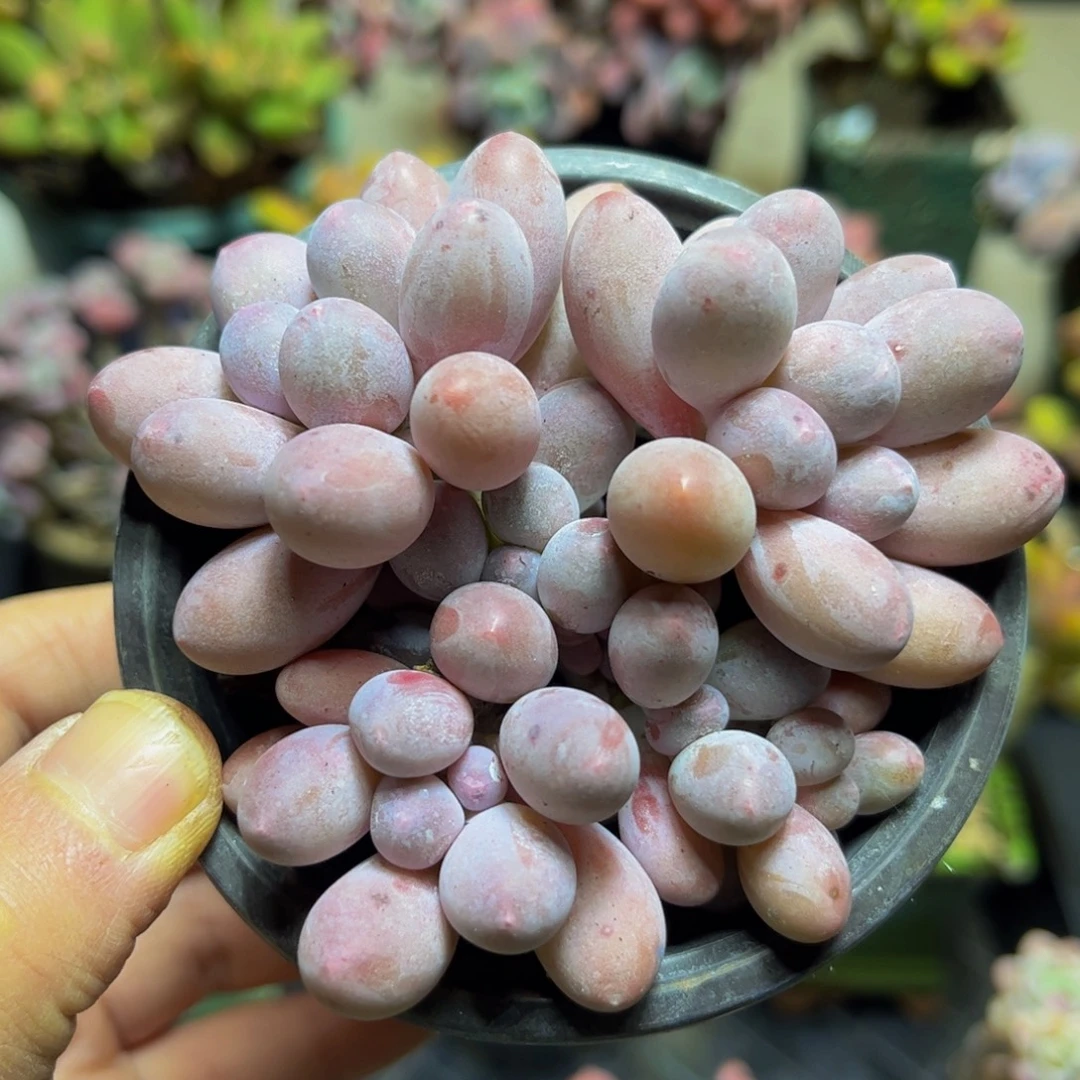 231汤圆9厘米多肉