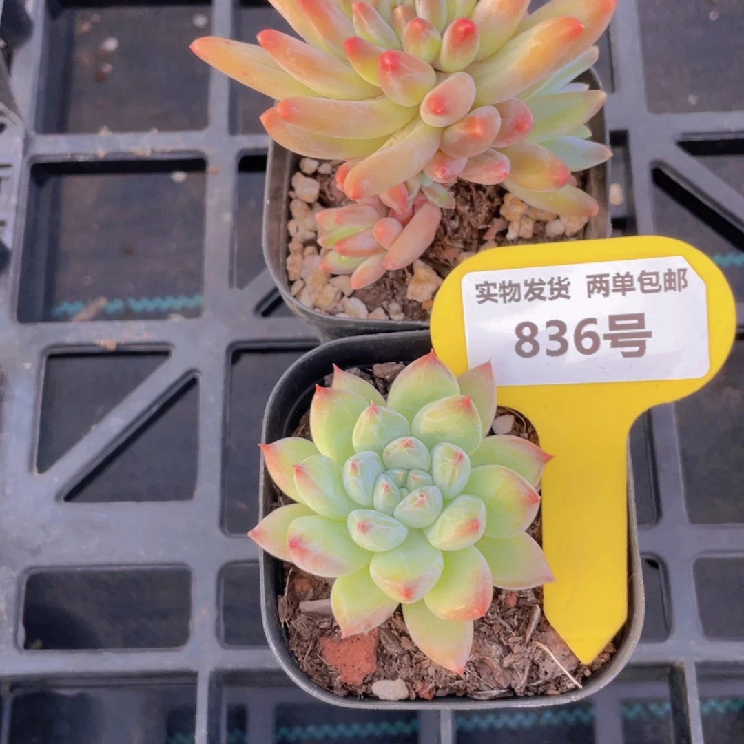 836号 乌拉克拉加 萝莉