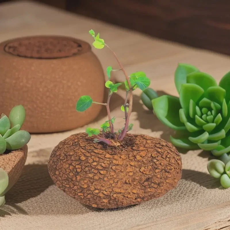 红藤山乌龟盆栽金不换植物桌面爬藤绿植水培多肉圆叶山乌龟带芽发