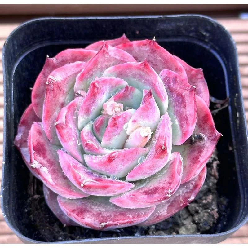 七方杯紫玥  前男友精品多肉 SM0256