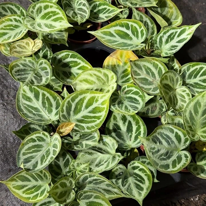 无花朵铜锣烧子拨有点小黄叶不包售后