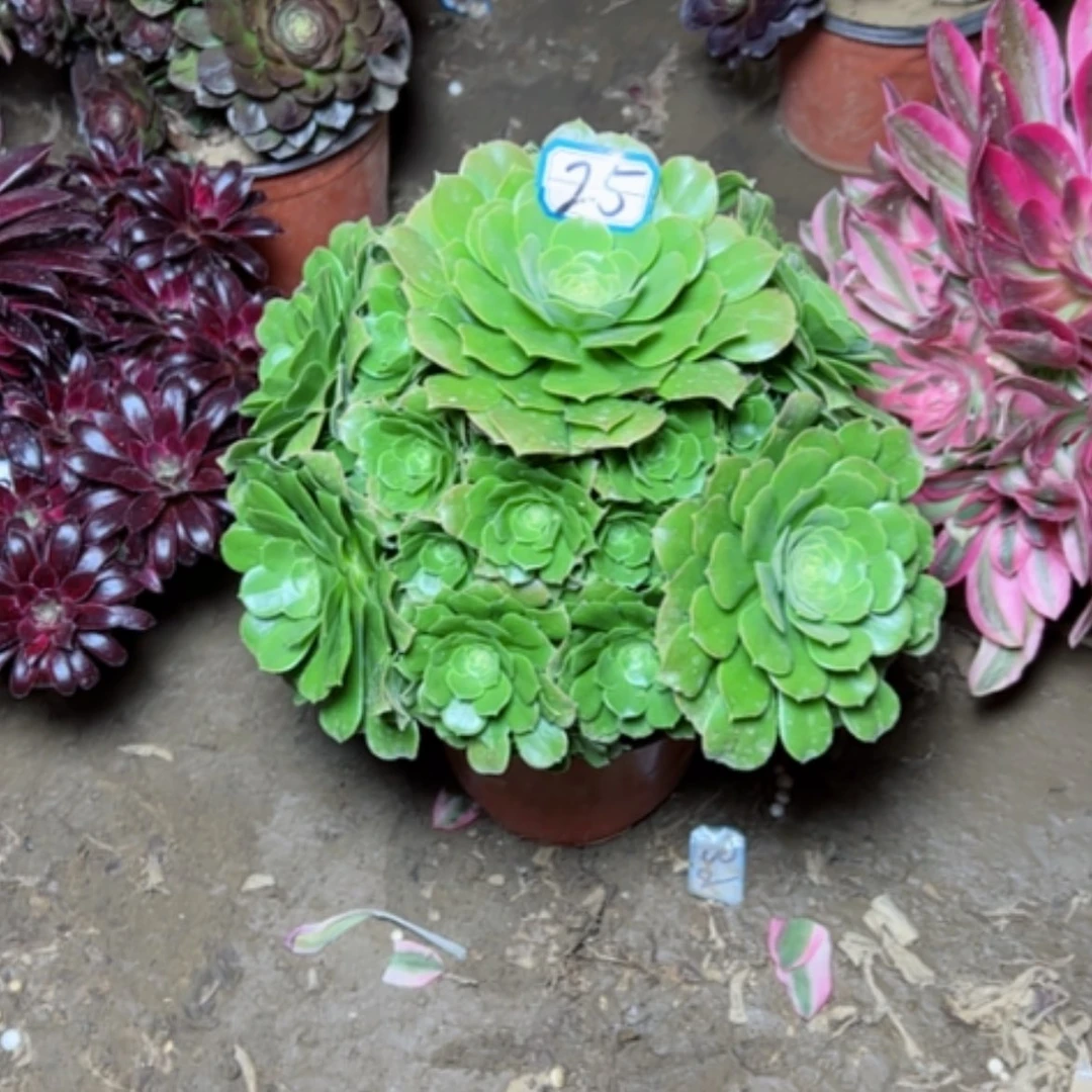 【闪购商品】多肉植物绿杨荣25