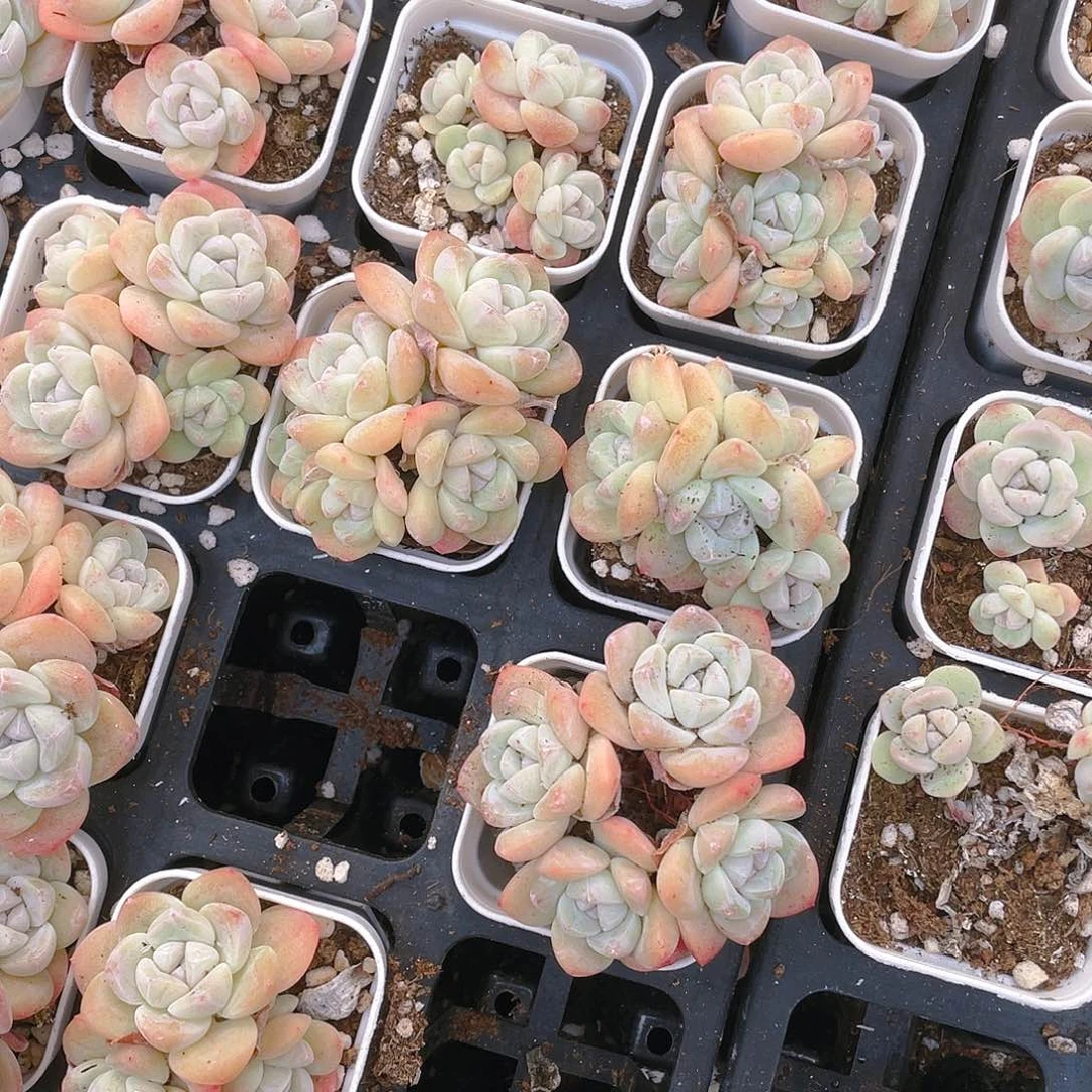 4头杆子冰玉不包整盆一个满25包邮