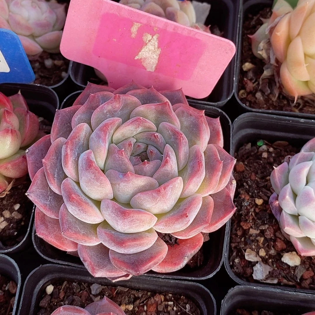 福利7cm多肉植物