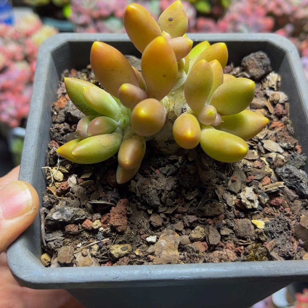 1428芒果奶7厘米多肉