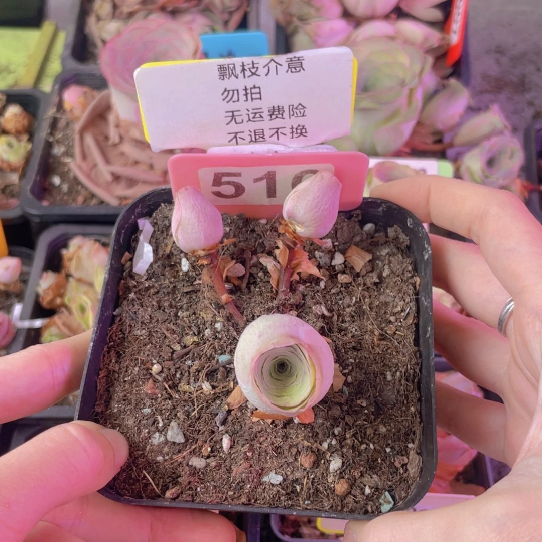 单品一物一拍516号