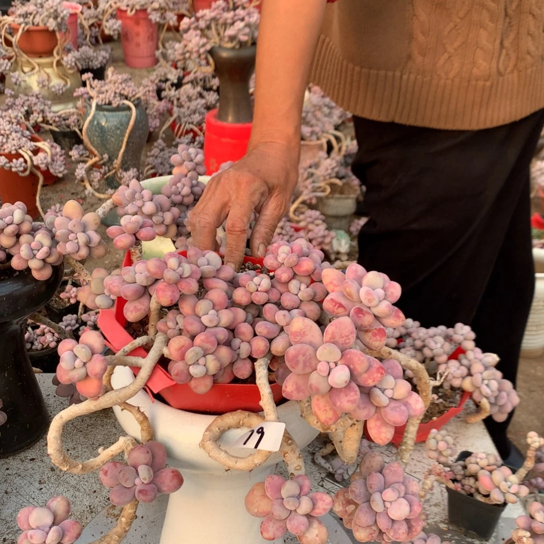 桃蛋老桩78不带盆