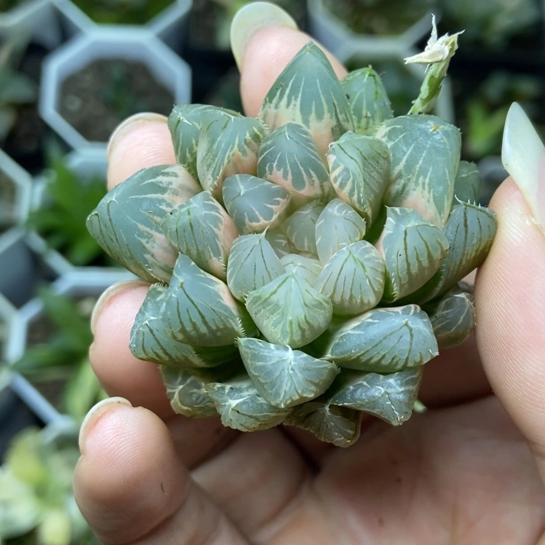 是是是是是是是是是寿无根