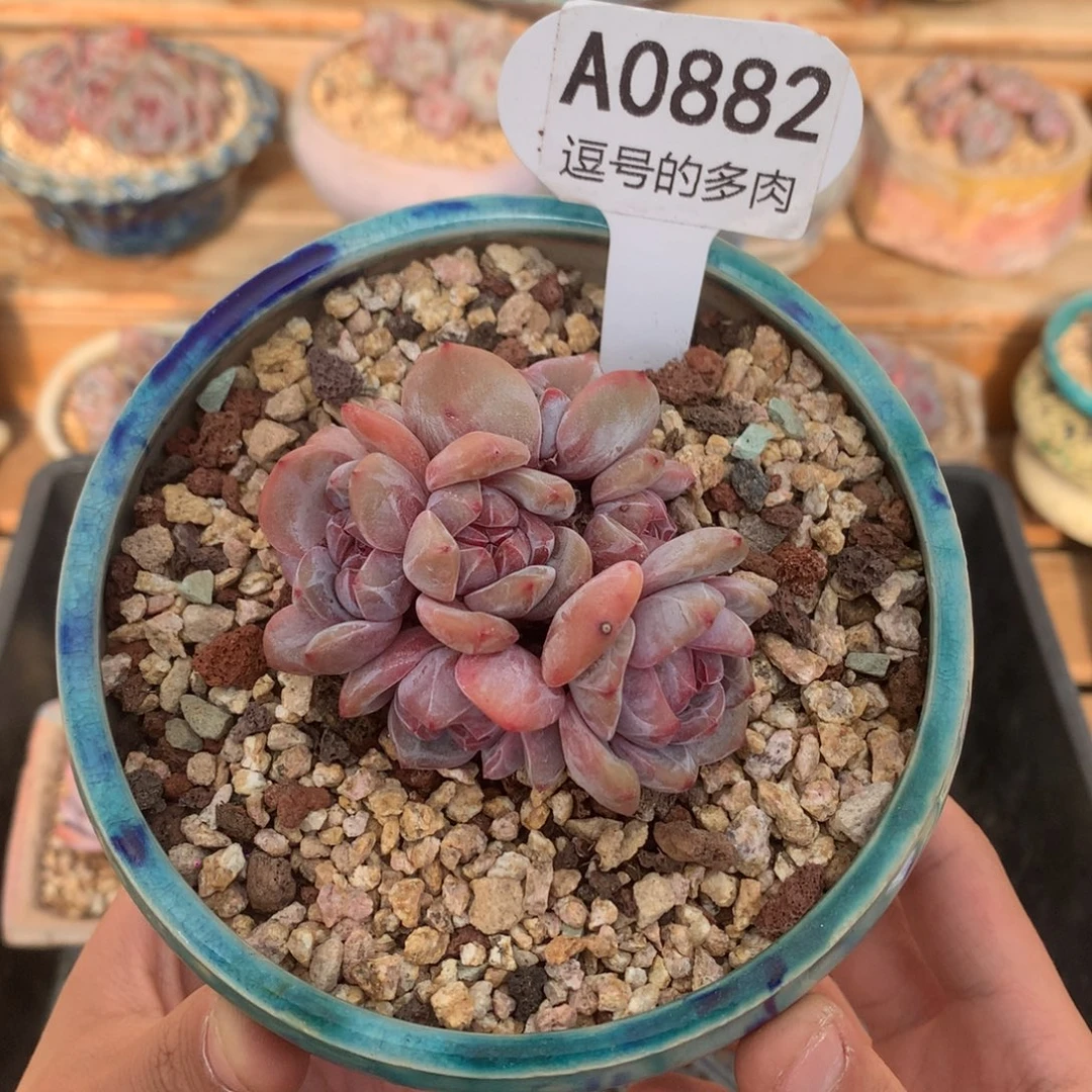 A0882 星影群 七头 7.5cm