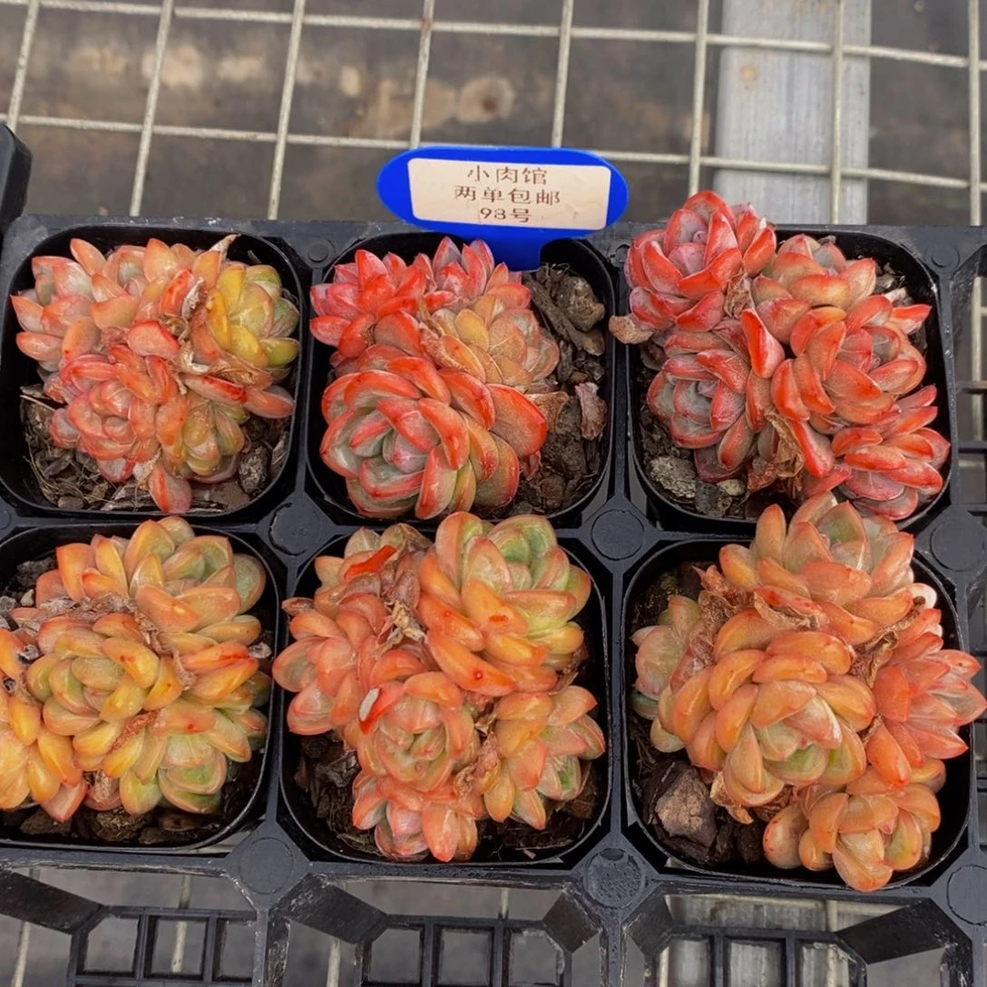 98-精品星星珍妮群一个