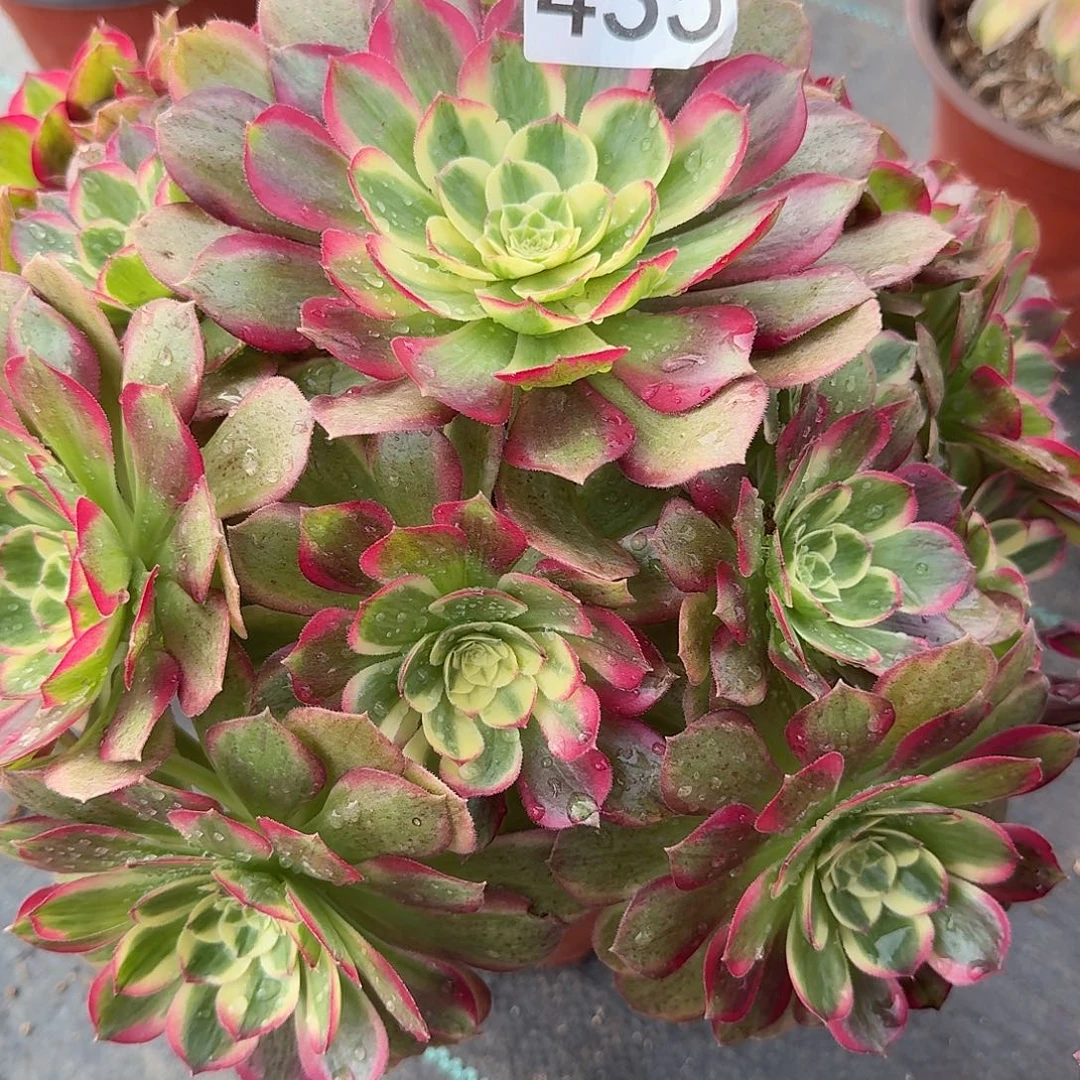 玉芙蓉00000000435