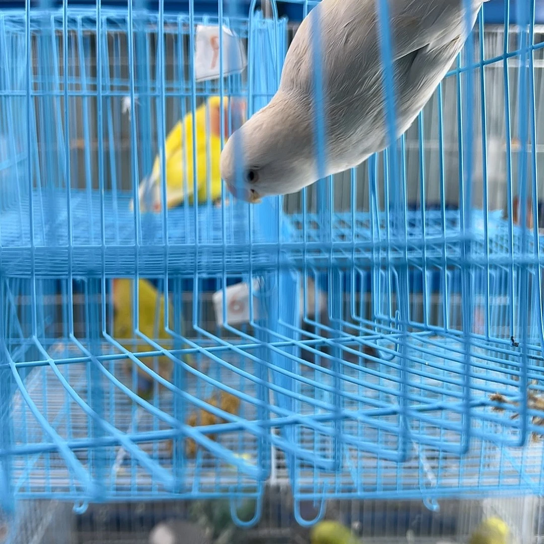 虎皮鹦鹉好咯谢谢我