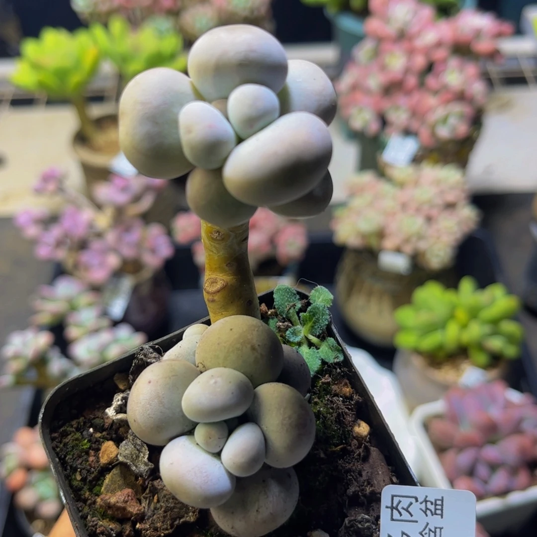 芭比奶酪225/4cm多肉