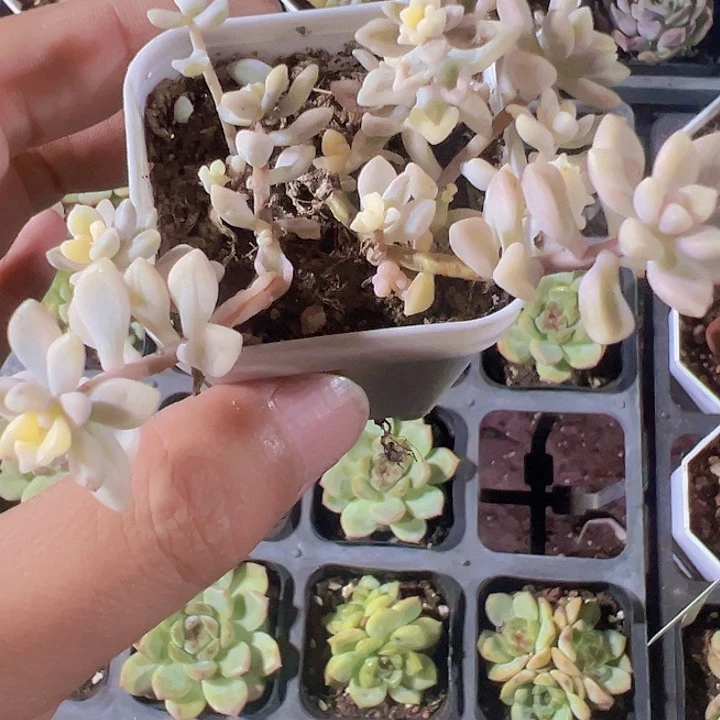 姬秋丽锦精品多肉植物