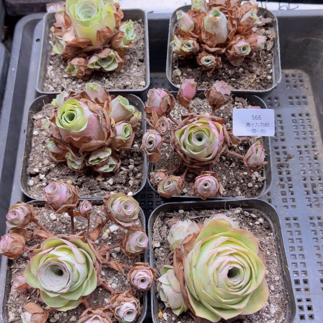 566 侧牙掉了不包损无售后