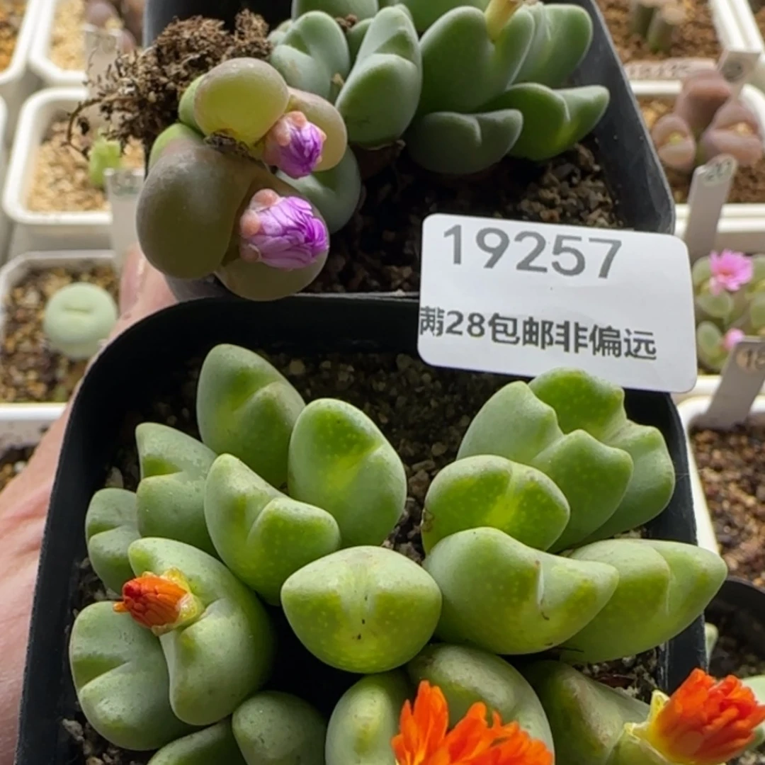 【闪购商品】胖*儿19257