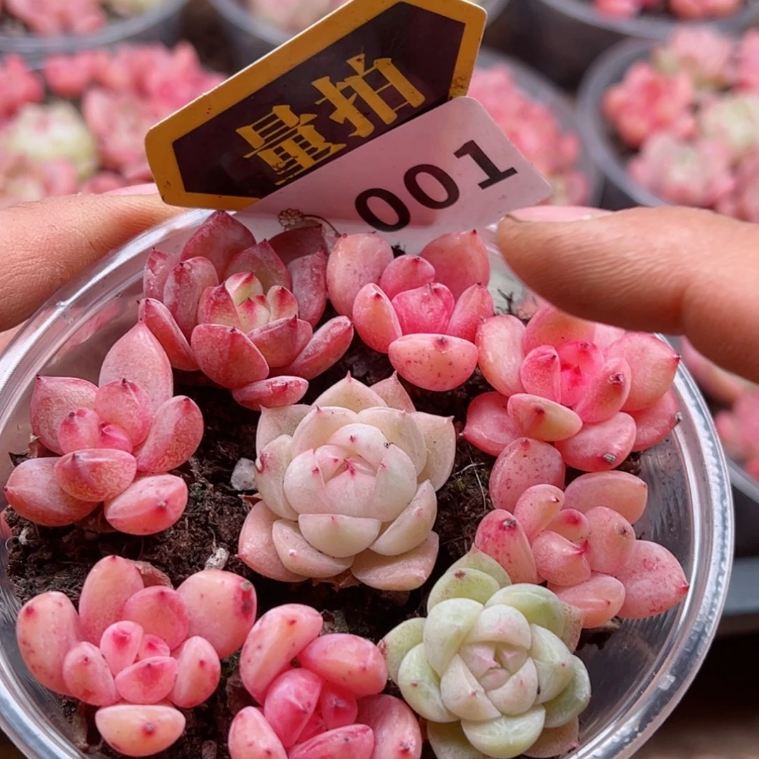 多肉植物多肉植物