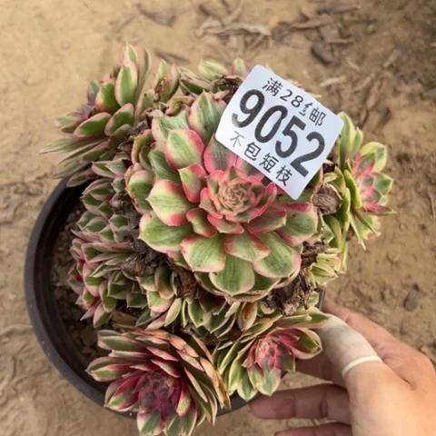 瑶光多肉植物法师9052