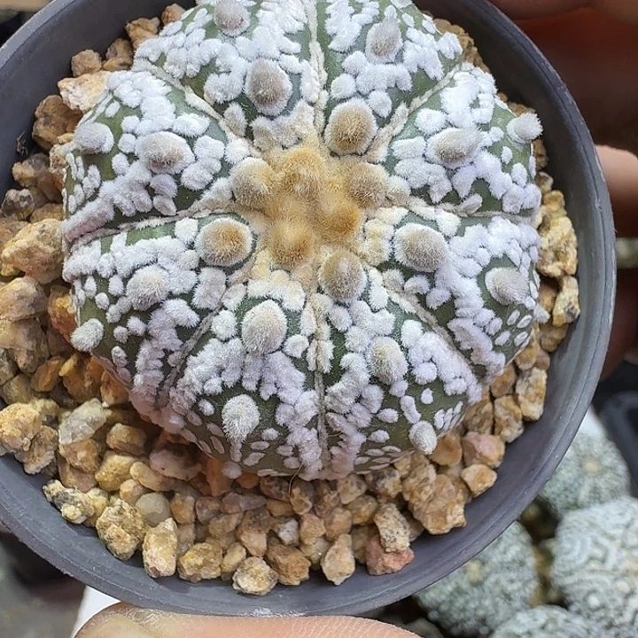 高绒浓白多肉植物