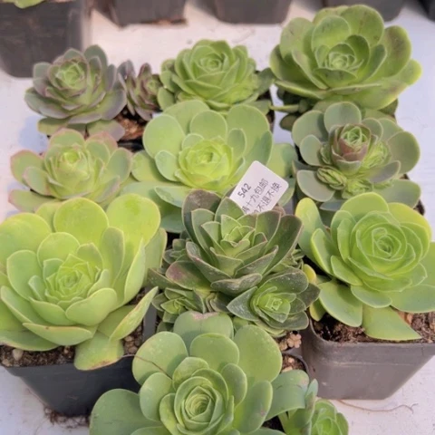 542 山地玫瑰基地福利