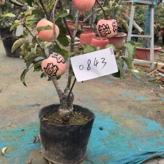 无花朵小高杆精品苹果盆栽