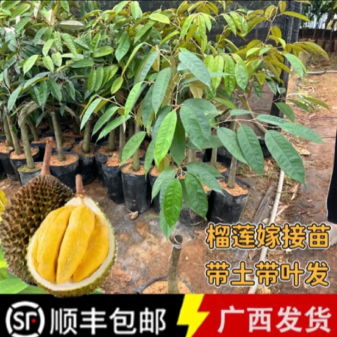 榴莲嫁接苗原土原杯带叶发货（叶子对半修剪）