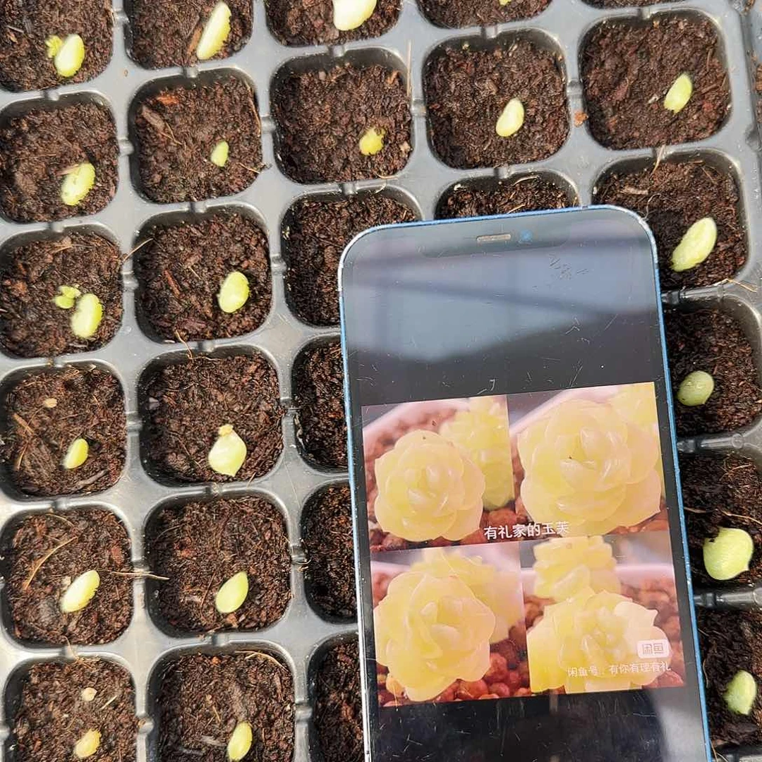 有理玉芙芝麻苗一个满25包邮