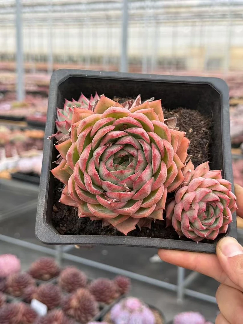 15#巴黎春天多肉植物  前男友精品多肉 SM0013