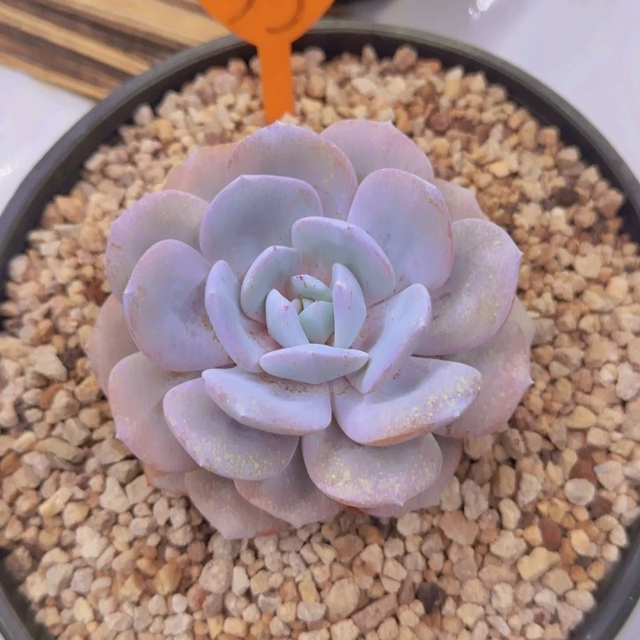 蘭***35多肉植物一物一拍