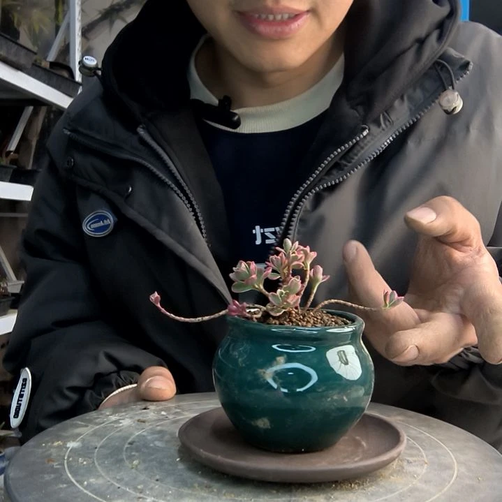 墨*小盆景小植物一物一拍87