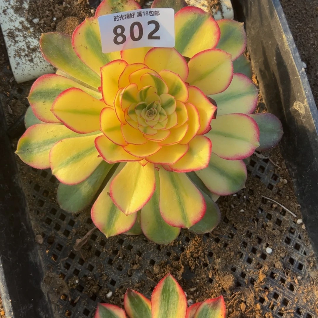 802荔枝多肉植物