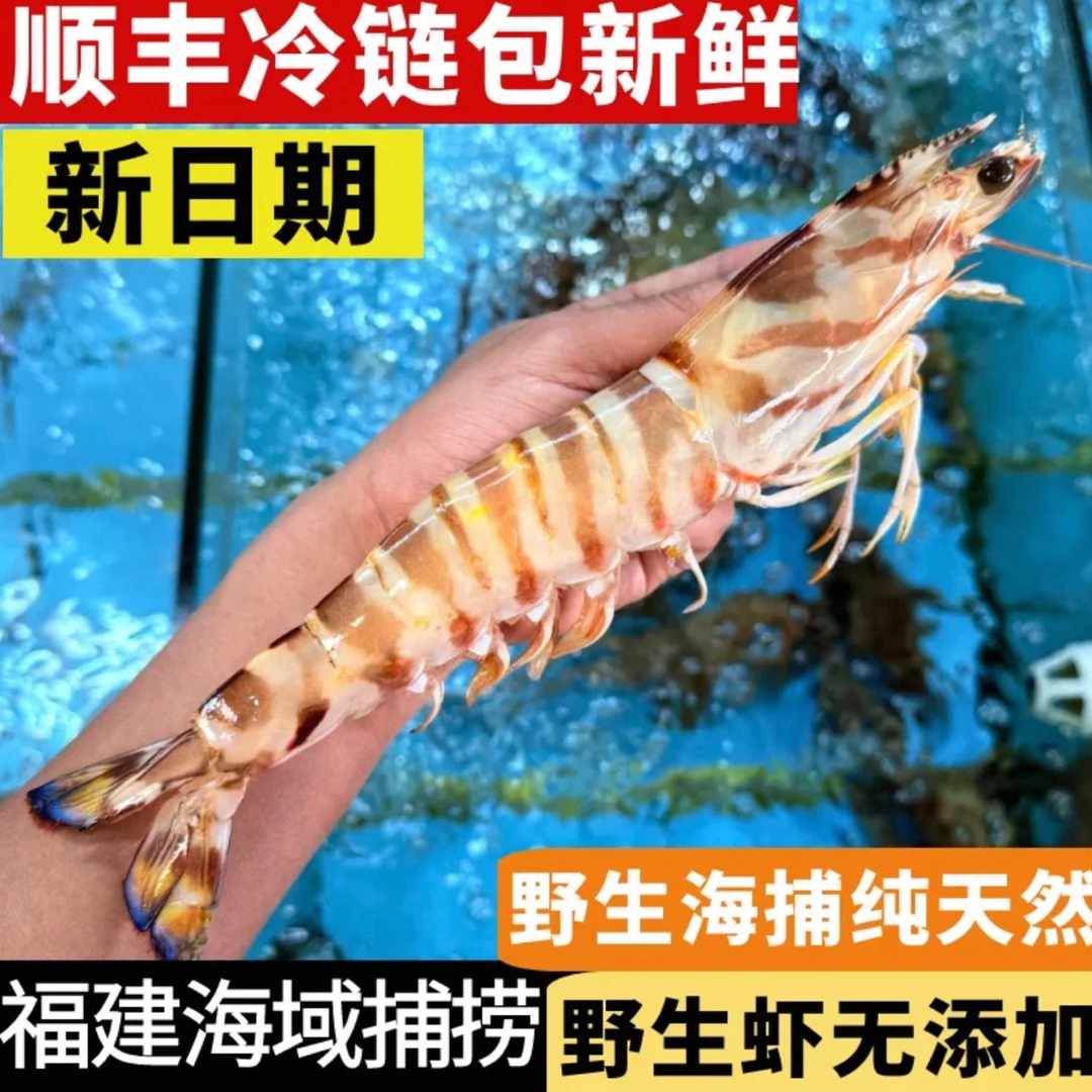 野生海捕九节虾斑节虾花虾竹节虾