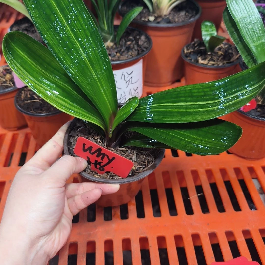 w***y无花朵君子兰直播带货王