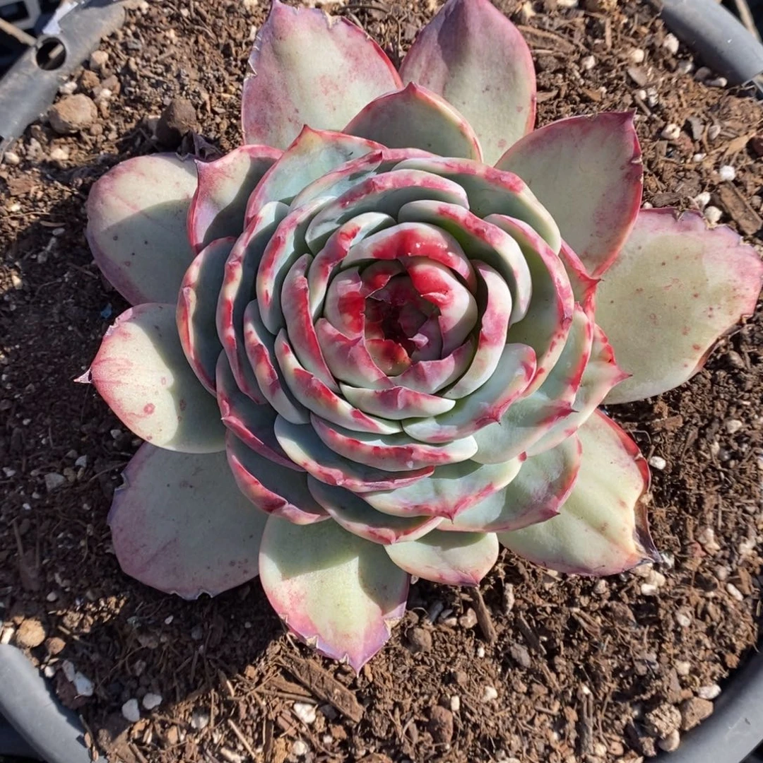 小***包      34。