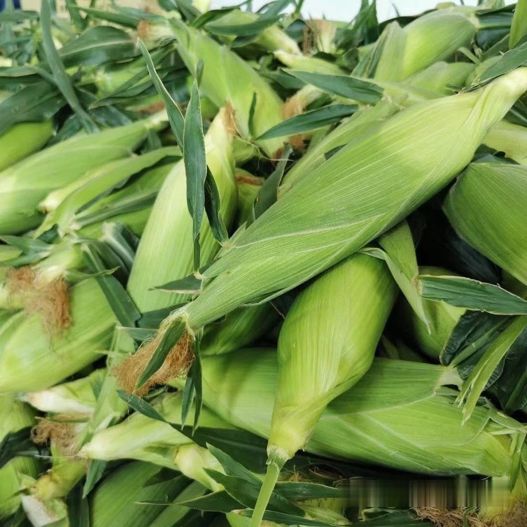 黏甜玉米7-8个大约5斤（京东快递）(个别有虫子介意勿拍）