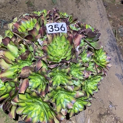 多肉植物法师356韶华