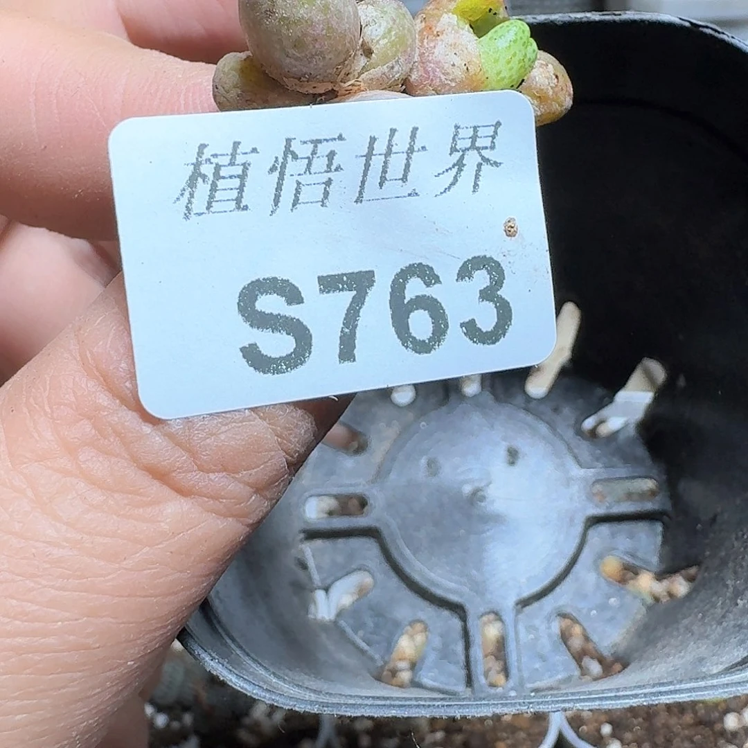 763号多肉植物哇c g