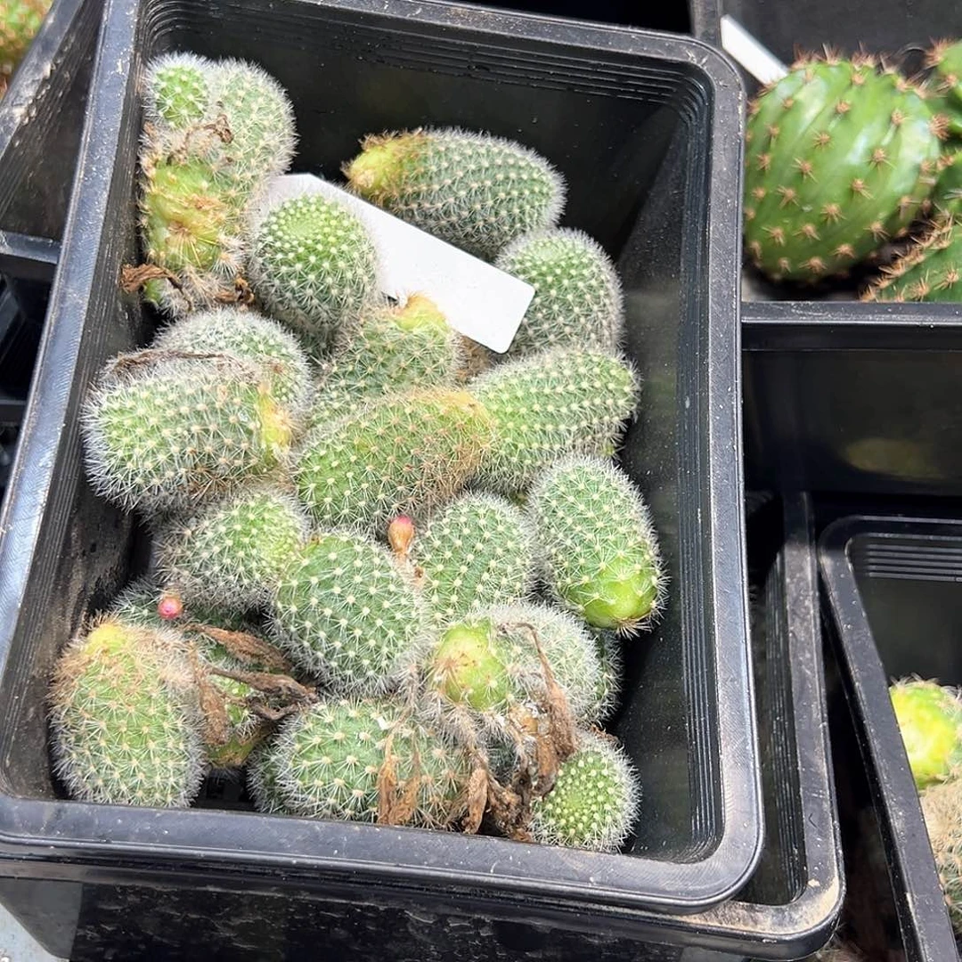 沟宝山仙人球侧芽随机不重复6颗