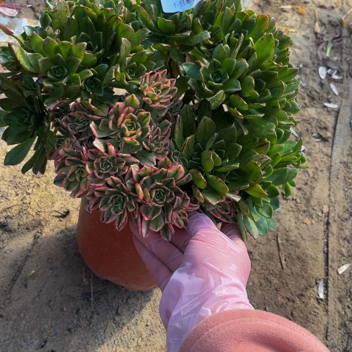 032拼盆多肉法师不包断枝