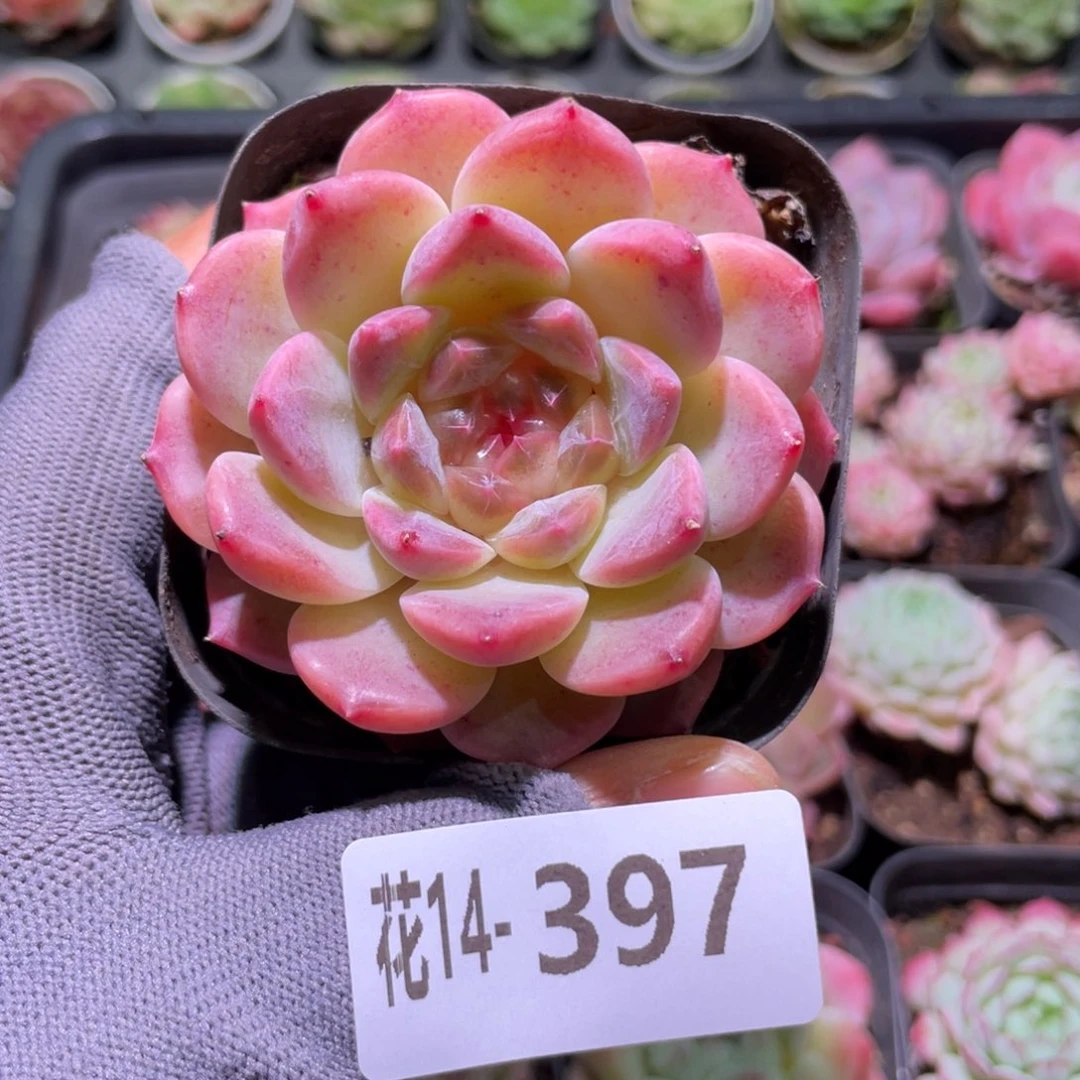 花利美14-397秘境冰魄