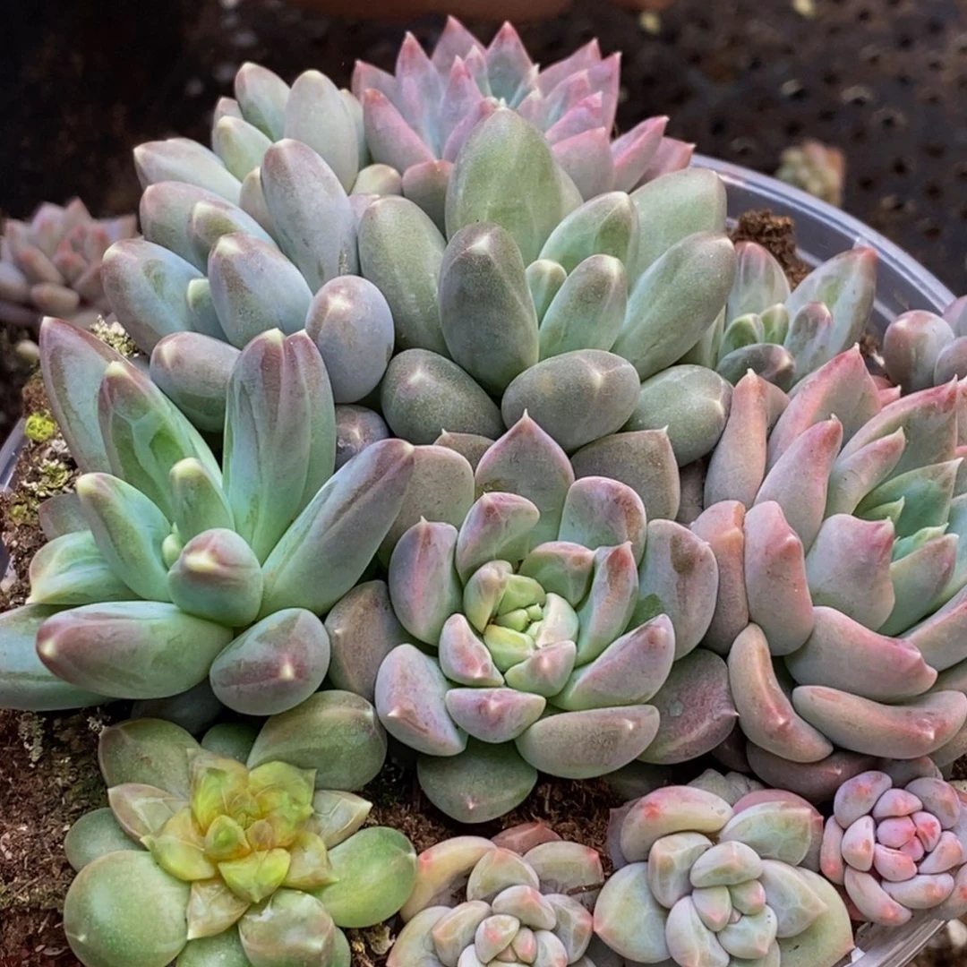 049多肉植物保护研究所所长的