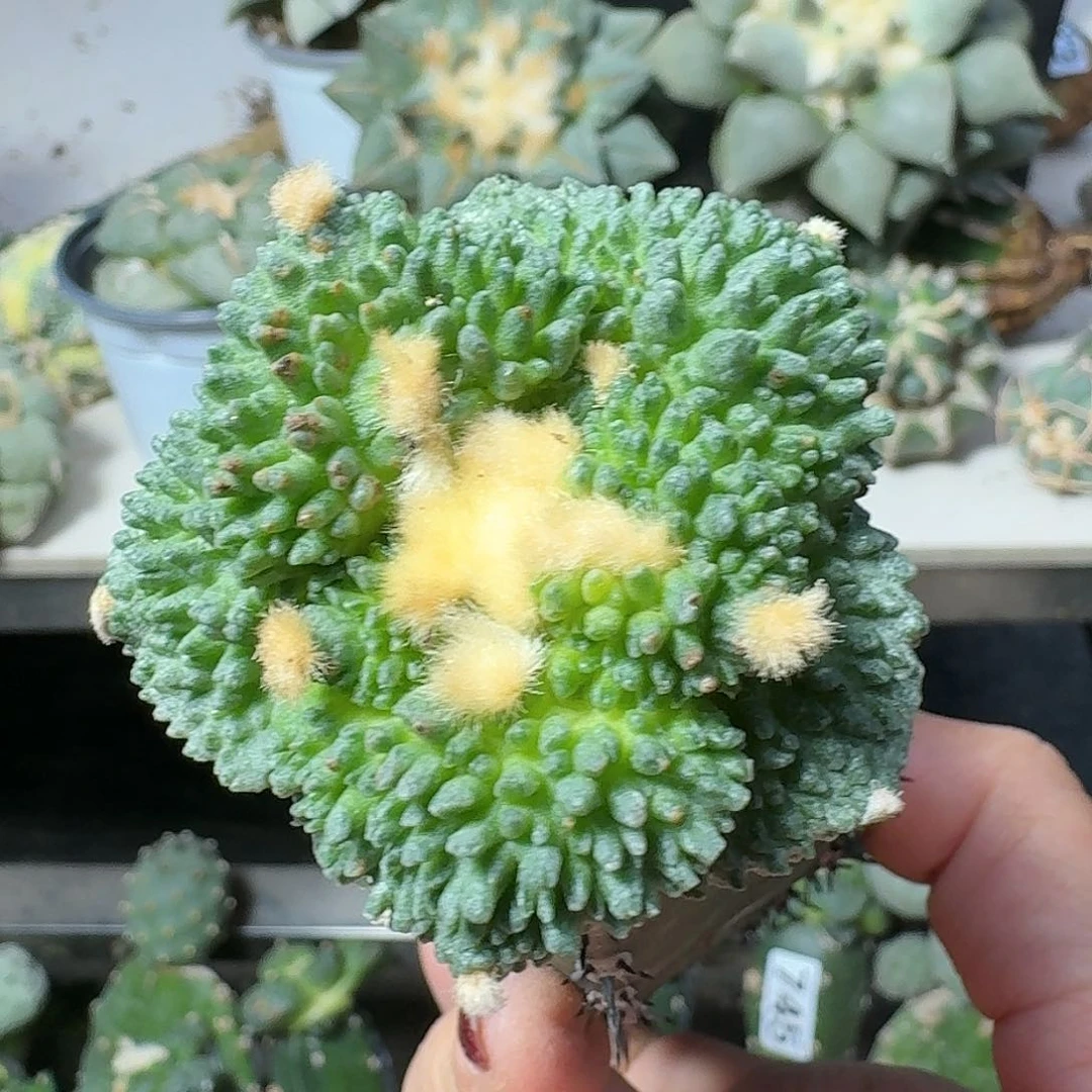 【闪购商品】无花朵哥怒744
