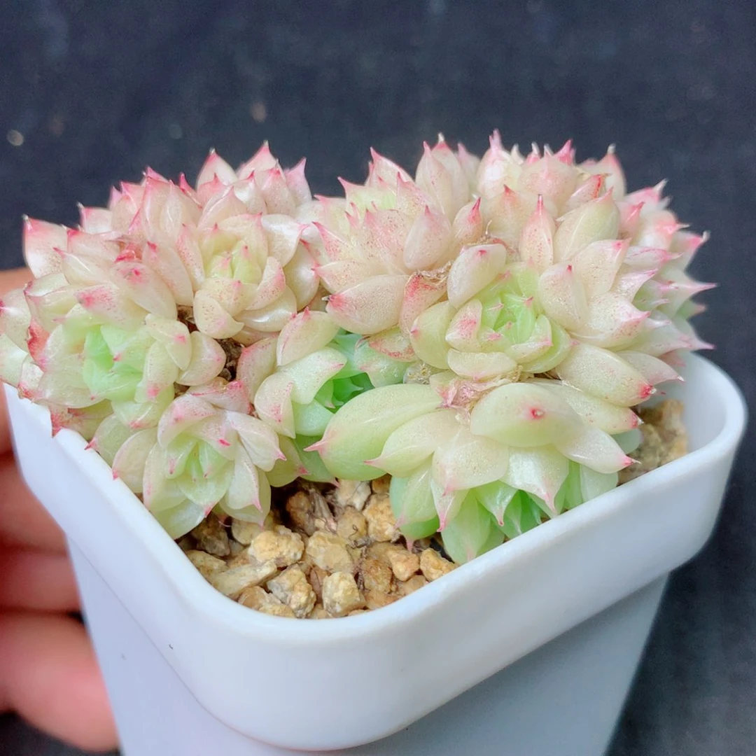 32 精品多肉一物一拍