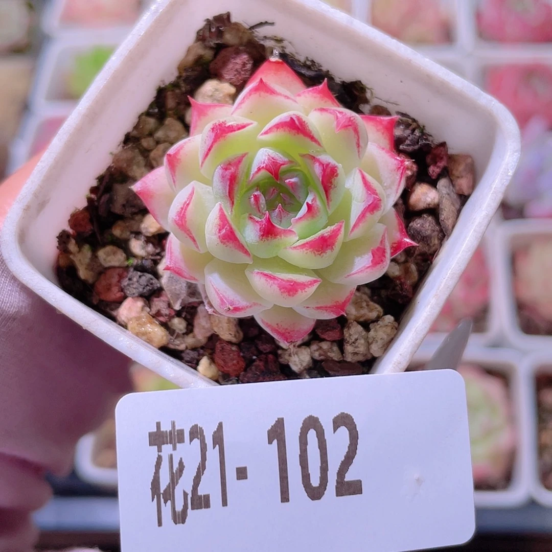 花利美21-102美瞳