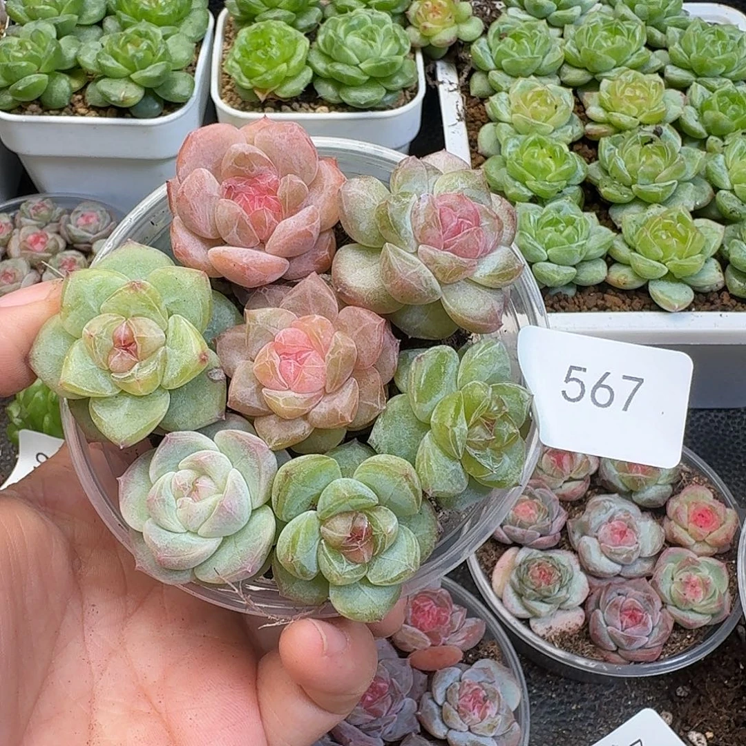 一物一拍一物一拍917-567