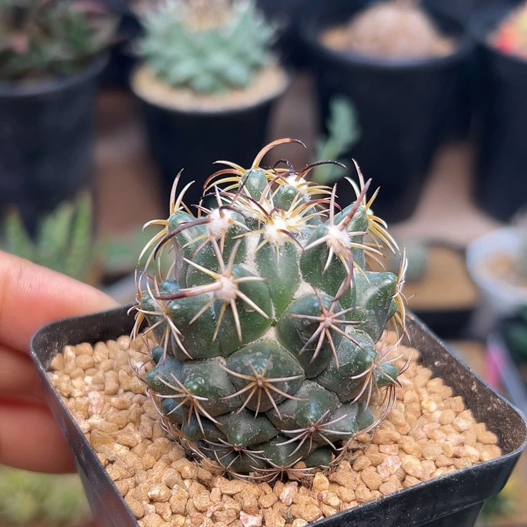 雪顶实生钢钉一颗